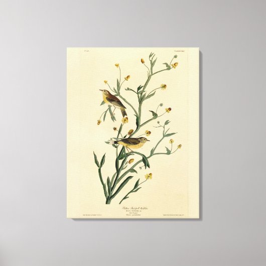 Gele Red-poll Warbler Audubon's Birds of America Canvas Afdruk (Voorkant)