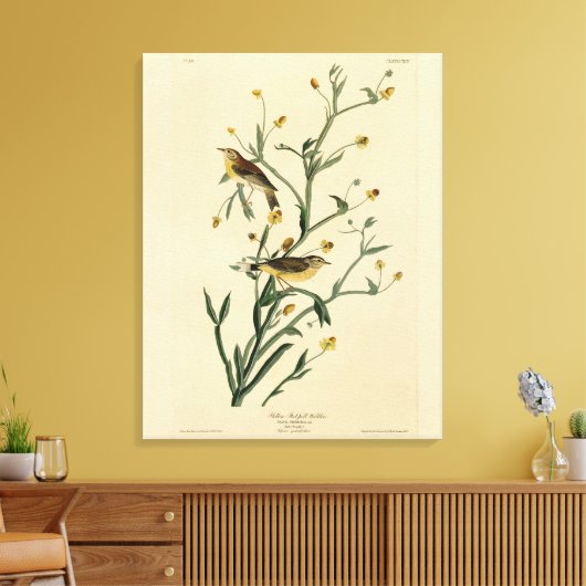 Gele Red-poll Warbler Audubon's Birds of America Canvas Afdruk (Insitu (Woonkamer))