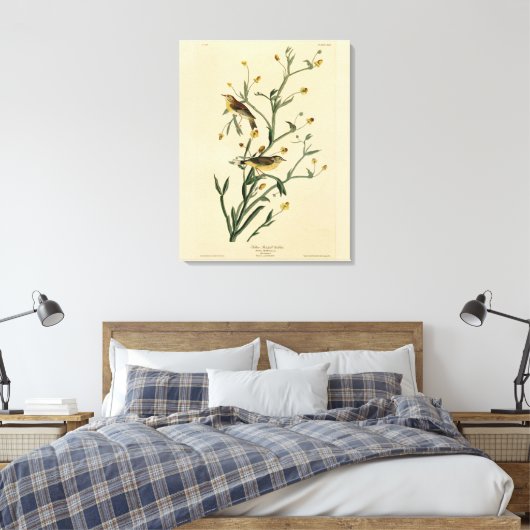 Gele Red-poll Warbler Audubon's Birds of America Canvas Afdruk (Insitu (Slaapkamer))