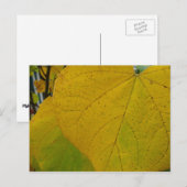 Gele Redbud laat de Natuur van de herfst Fotografi Briefkaart (Voorkant / Achterkant)