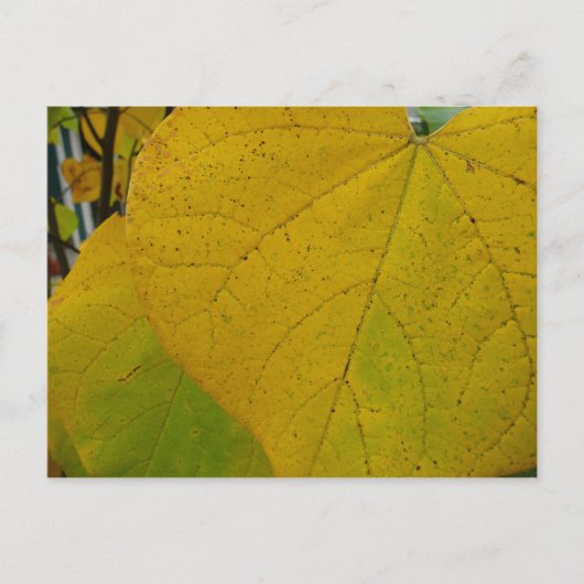 Gele Redbud laat de Natuur van de herfst Fotografi Briefkaart (Voorkant)