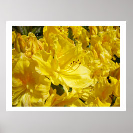 Gele Rhodies Bloemen kunstprints Rododendrons Poster