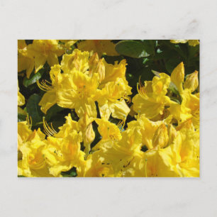 Gele Rhododendrons Bloemen ansichtkaarten Briefkaart