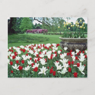 Gele rode en witte tulpen, kew tuinbloemen briefkaart