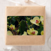 gele & rode Phalaenopsis orchideeën Etiket (Insitu)