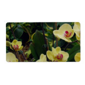  gele & rode Phalaenopsis orchideeën Etiket (Voorkant)