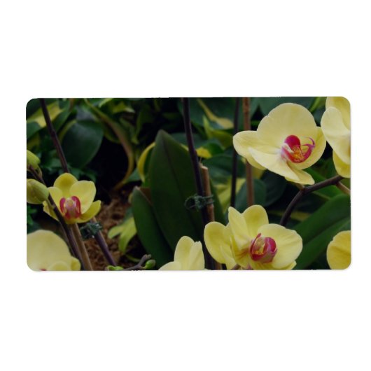 gele & rode Phalaenopsis orchideeën Etiket (Voorkant)