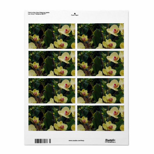 gele & rode Phalaenopsis orchideeën Etiket (Full Sheet)