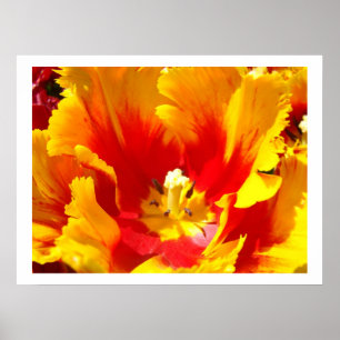 Gele Rode Tulp Bloem Bloemstuk Kunstzinnige Afdruk Poster