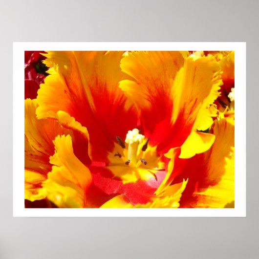 Gele Rode Tulp Bloem Bloemstuk Kunstzinnige Afdruk Poster (Voorkant)