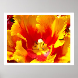 Gele rode tulp bloemen kunstprint Tulpen Tuin Poster