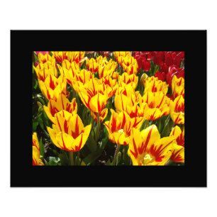 Gele Rode Tulp Bloemen Tuin Fijne Kunst Prints Foto Afdruk