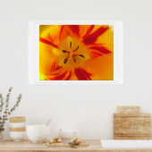 Gele, rode tulp macro foto poster (Keuken)