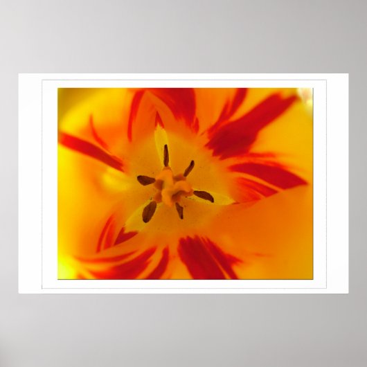 Gele, rode tulp macro foto poster (Voorkant)