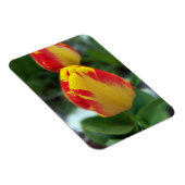 gele rode tulpen magneet (Rechterzijde)
