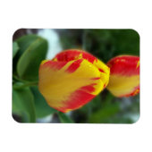 gele rode tulpen magneet (Horizontaal)