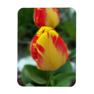 gele rode tulpen magneet