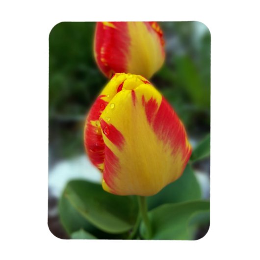 gele rode tulpen magneet (Verticaal)
