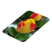 gele rode tulpen magneet (Linkerzijde)