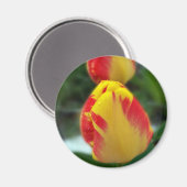 gele rode tulpen magneet (Voorkant / Achterkant)