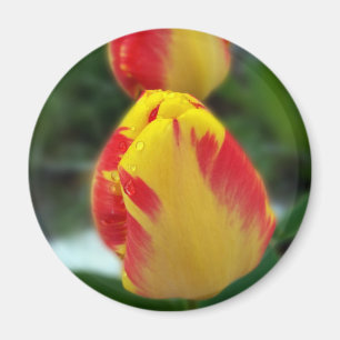 gele rode tulpen magneet