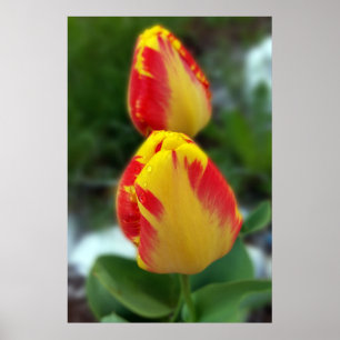gele rode tulpen poster