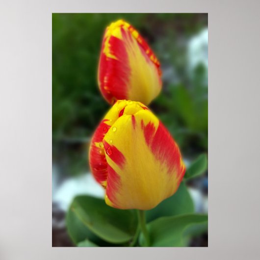 gele rode tulpen poster (Voorkant)