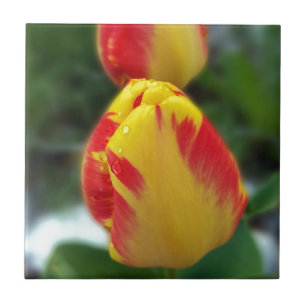 gele rode tulpen tegeltje