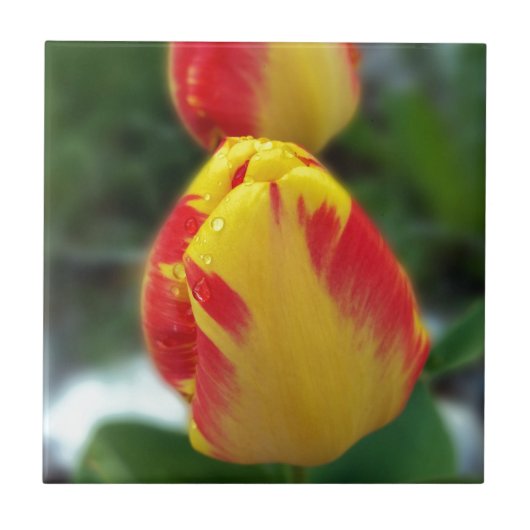 gele rode tulpen tegeltje (Voorkant)