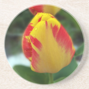 gele rode tulpen zandsteen onderzetter