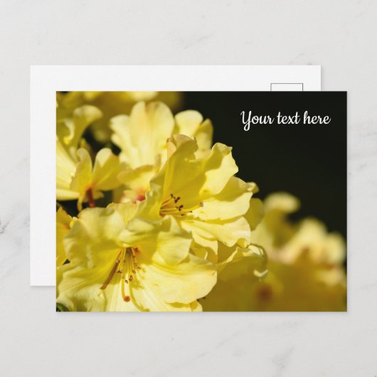 Gele Rododendron Ansichtkaart Briefkaart (Voorkant / Achterkant)