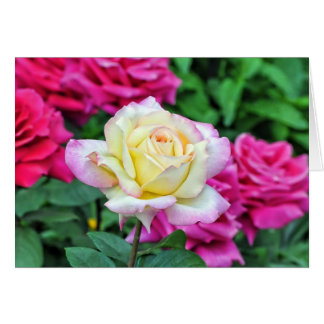 Gele roes onder rode bloesems