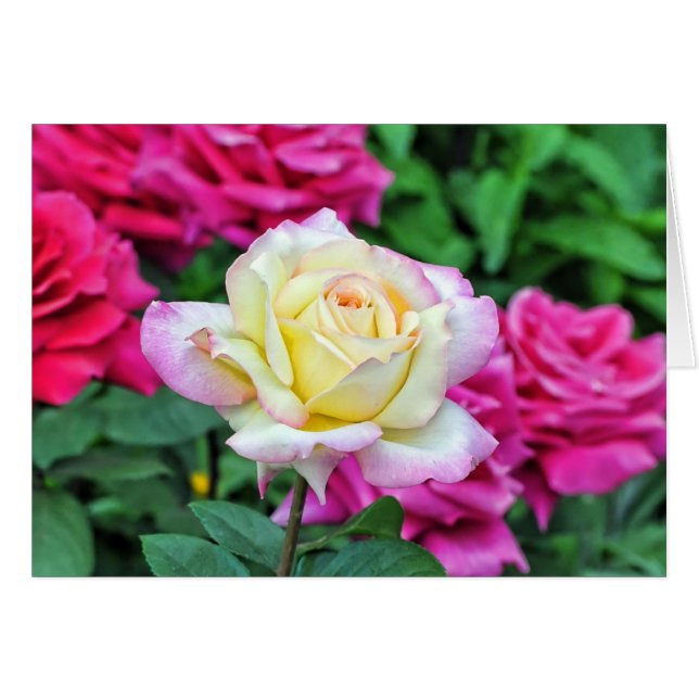 Gele roes onder rode bloesems (Voorkant Horizontaal)