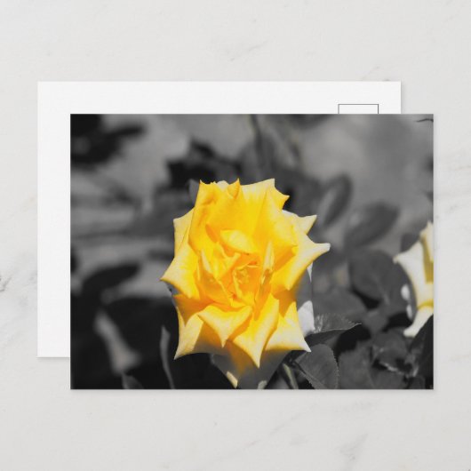 Gele rog briefkaart (Voorkant / Achterkant)