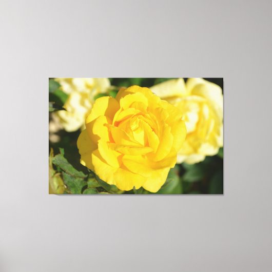 Gele rog canvas afdruk (Voorkant)