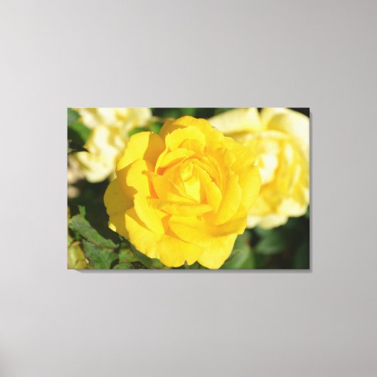 Gele rog canvas afdruk (Voorkant)