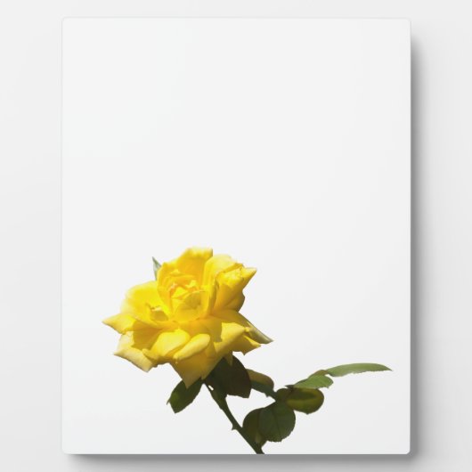 Gele rog fotoplaat (Voorkant)