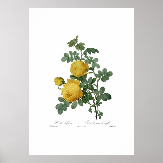 gele roodschilderdruk poster (Voorkant)