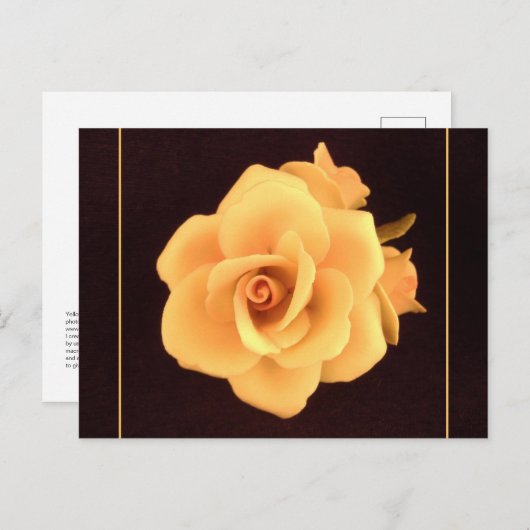 Gele Roos, 2004 Foto. Briefkaart (Voorkant / Achterkant)