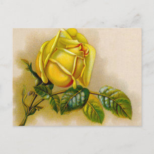 Gele Roos Antieke Vintage Print Fijne Kunst Briefkaart