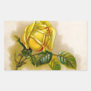 Gele Roos Antieke Vintage Print Fijne Kunst Rechthoekige Sticker