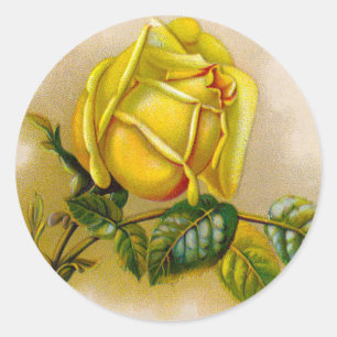 Gele Roos Antieke Vintage Print Fijne Kunst Ronde Sticker