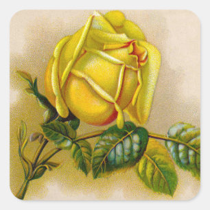 Gele Roos Antieke Vintage Print Fijne Kunst Vierkante Sticker