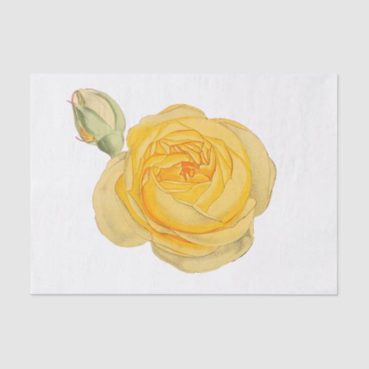 Gele Roos Bloem Bloemig Tissuepapier #1 (Voorkant)