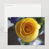 Gele Roos Bloem Macro Fotografie Briefkaart (Voorkant / Achterkant)