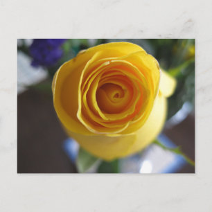 Gele Roos Bloem Macro Fotografie Briefkaart