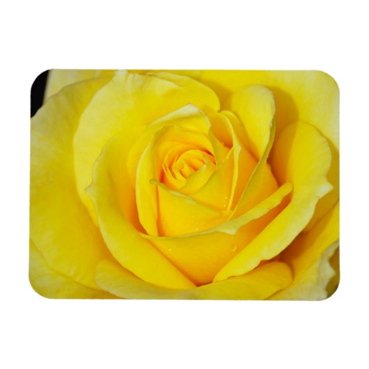 Gele roos bloemenmagneet magneet (Horizontaal)