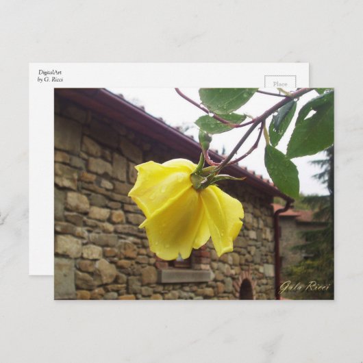 Gele roos. briefkaart (Voorkant / Achterkant)