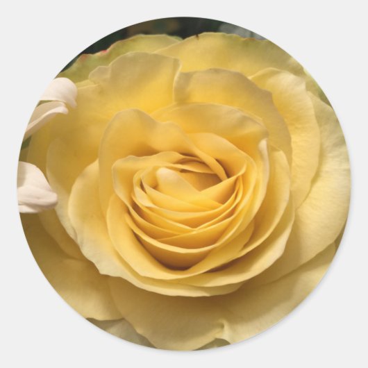Gele Roos Enveloppe Zegels Stickers (Voorkant)