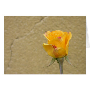 Gele Roos Knop
